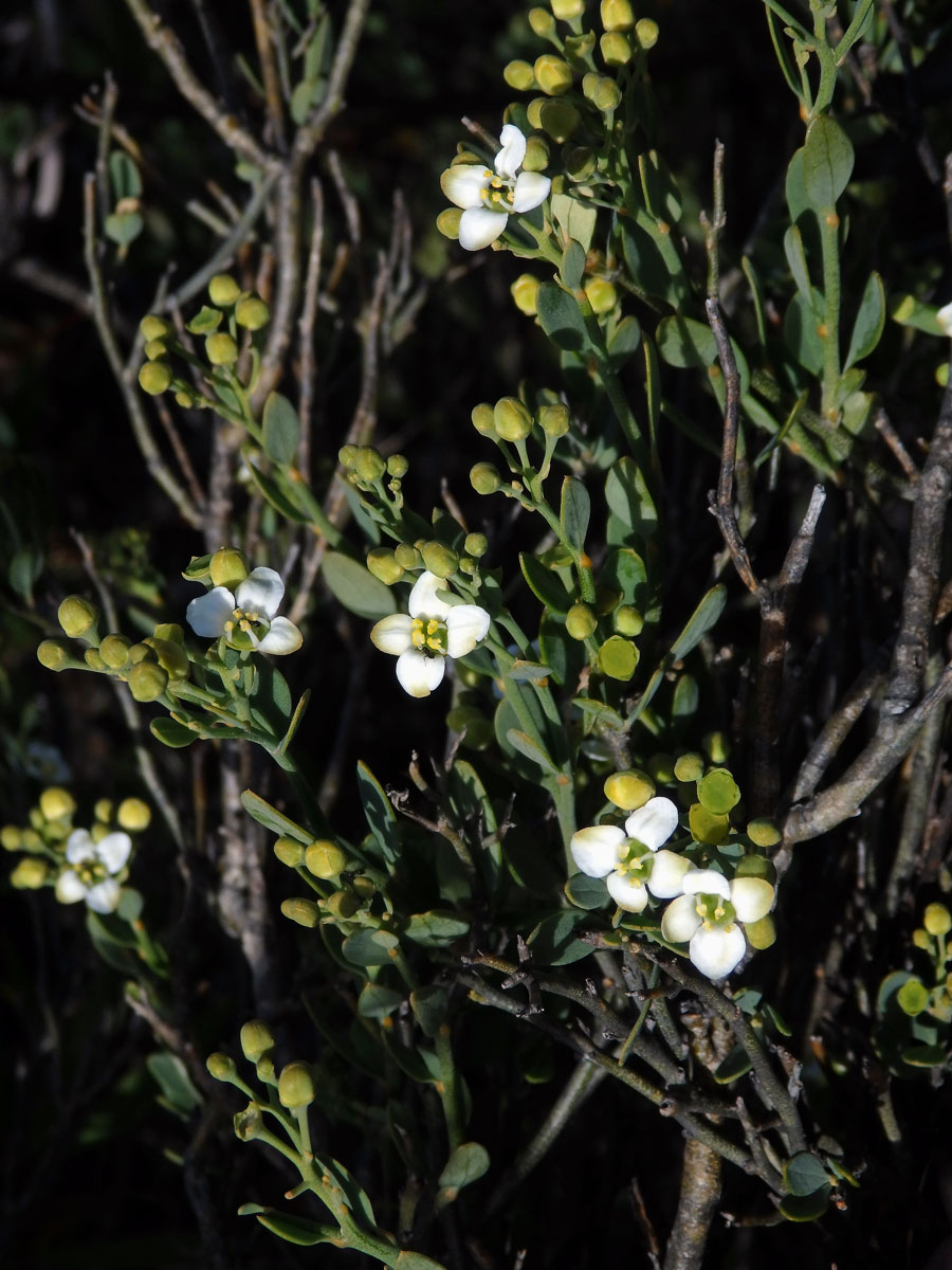 Prudil (Montinia caryophyllacea Thunb.)