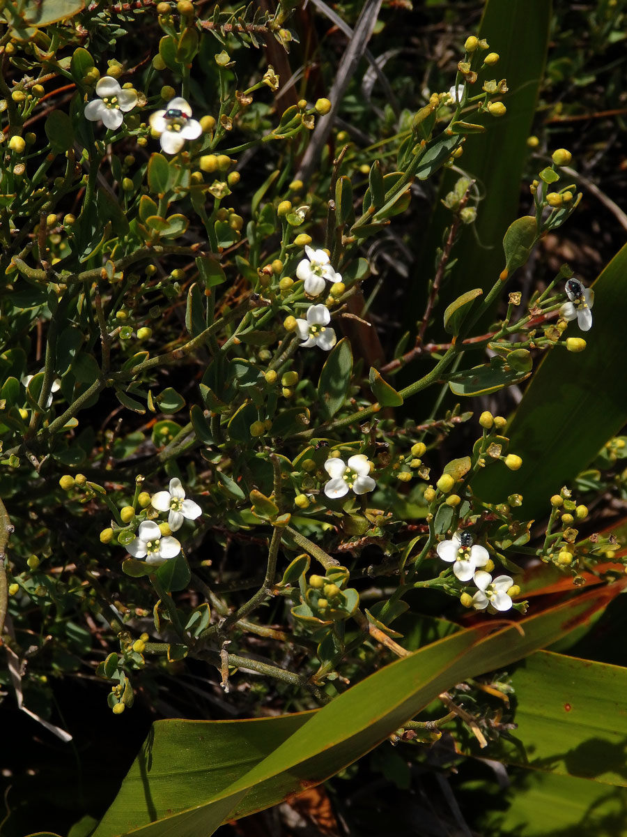 Prudil (Montinia caryophyllacea Thunb.)