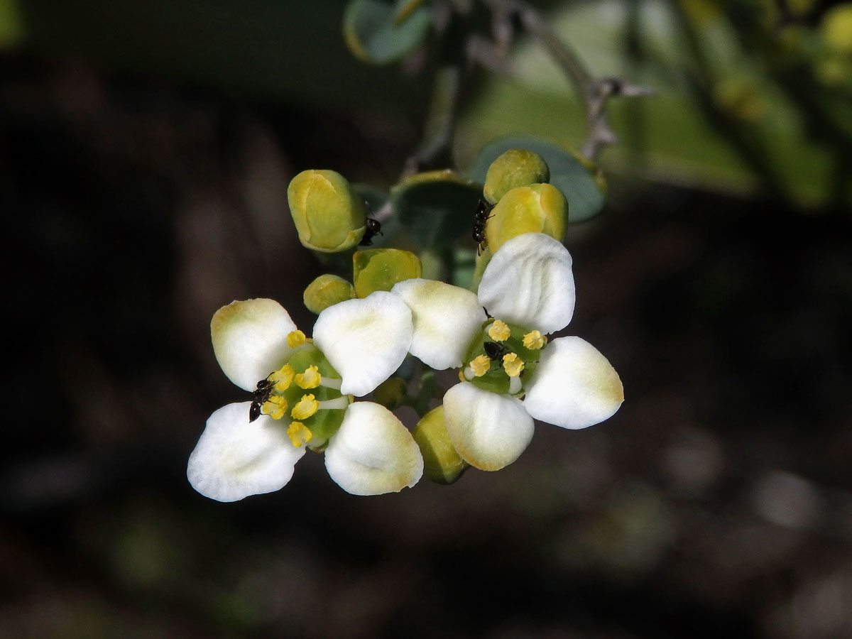 Prudil (Montinia caryophyllacea Thunb.)