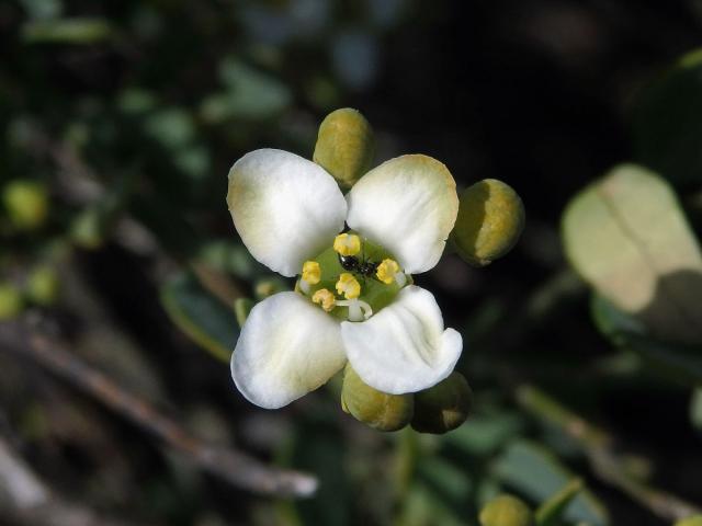 Prudil (Montinia caryophyllacea Thunb.)