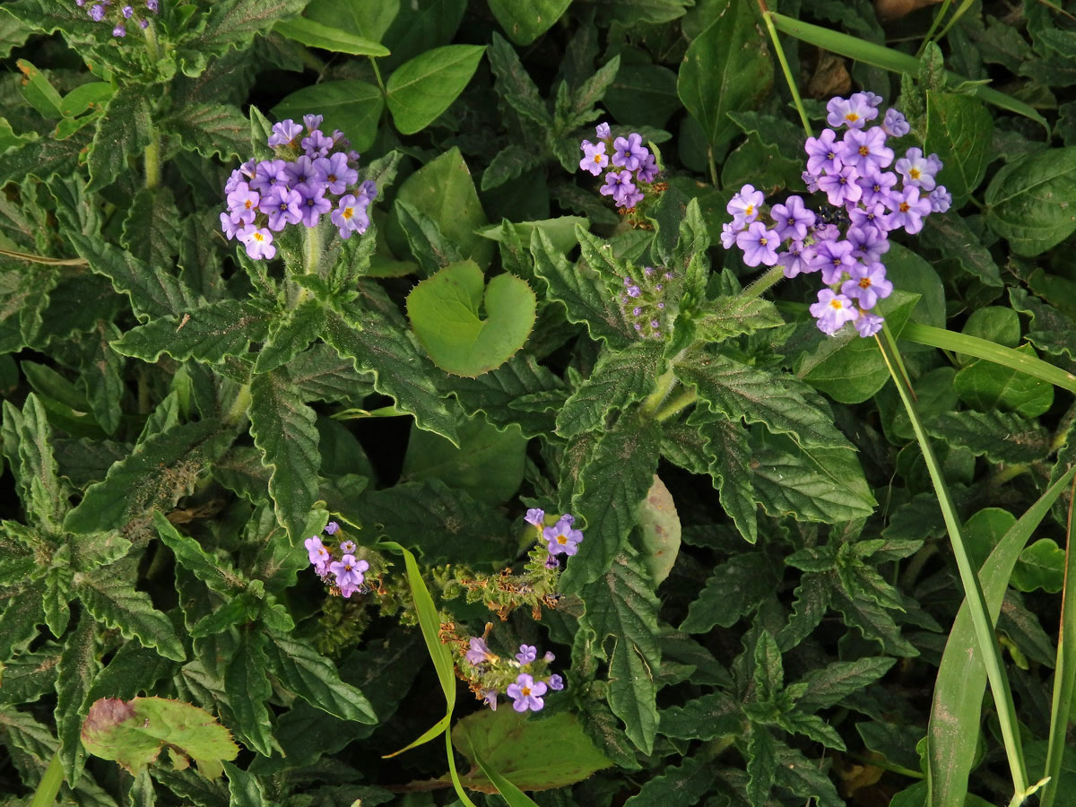 Otočník (Heliotropium amplexicaule Vahl)