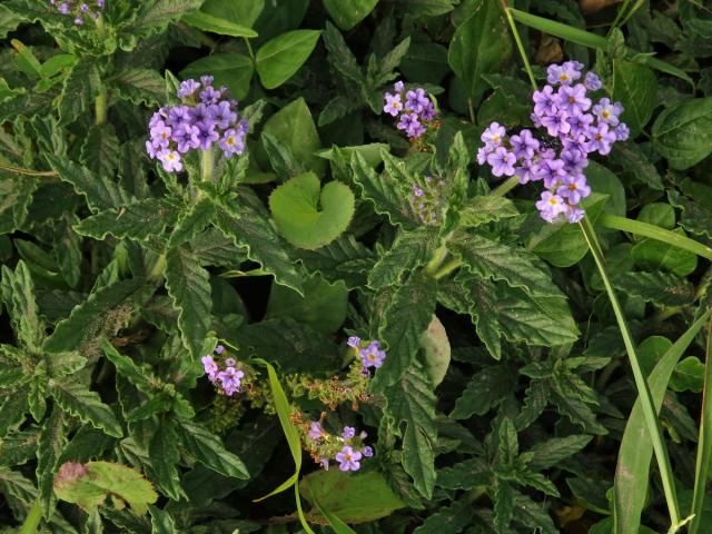 Otočník (Heliotropium amplexicaule Vahl)