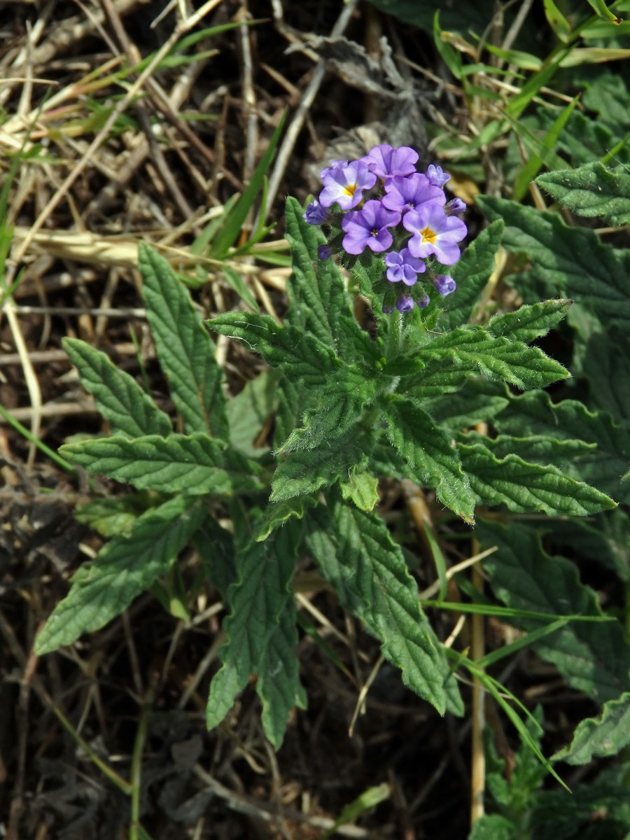 Otočník (Heliotropium amplexicaule Vahl)