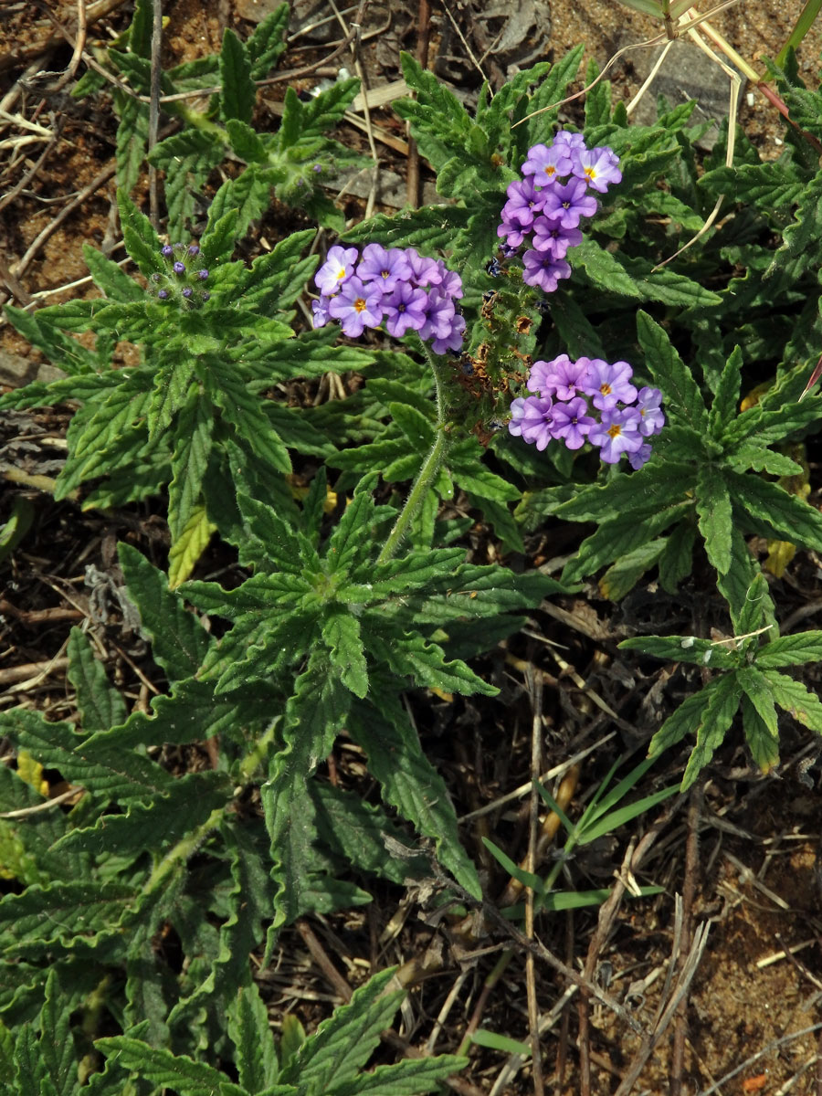 Otočník (Heliotropium amplexicaule Vahl)