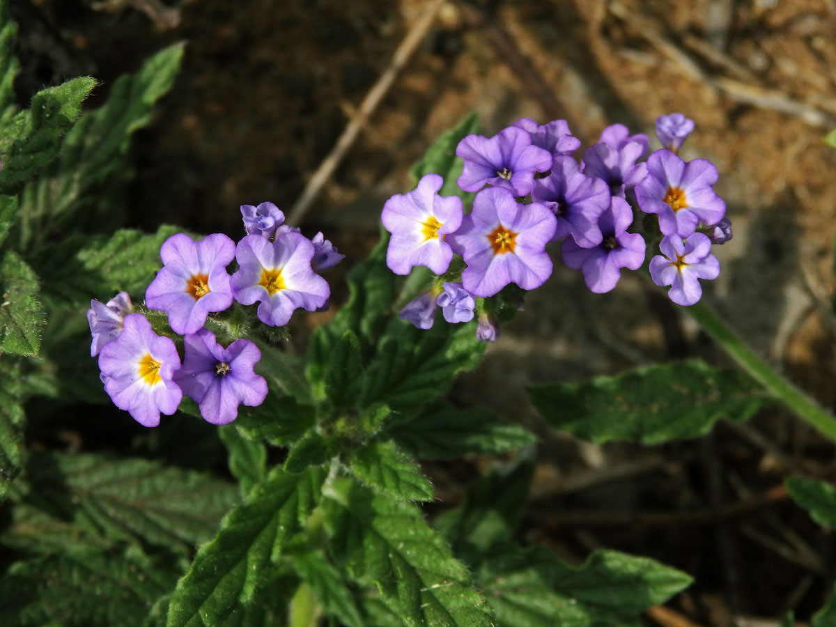 Otočník (Heliotropium amplexicaule Vahl)