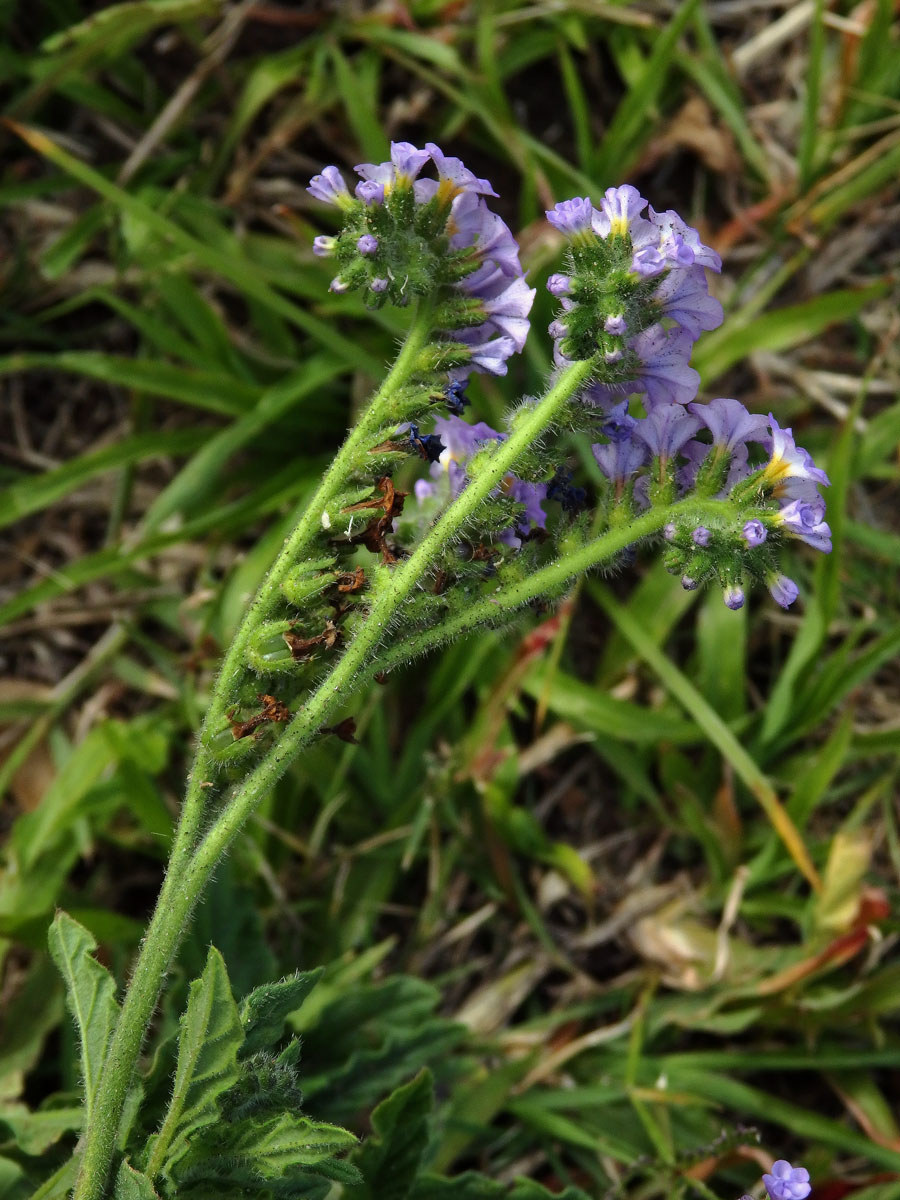 Otočník (Heliotropium amplexicaule Vahl)