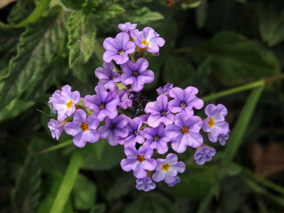 Otočník (Heliotropium amplexicaule Vahl)