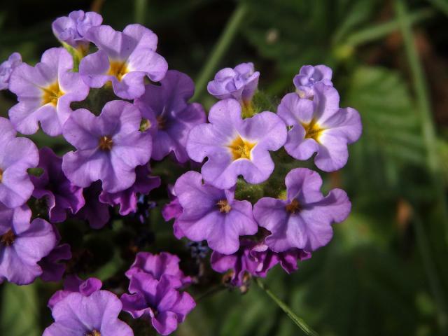 Otočník (Heliotropium amplexicaule Vahl)