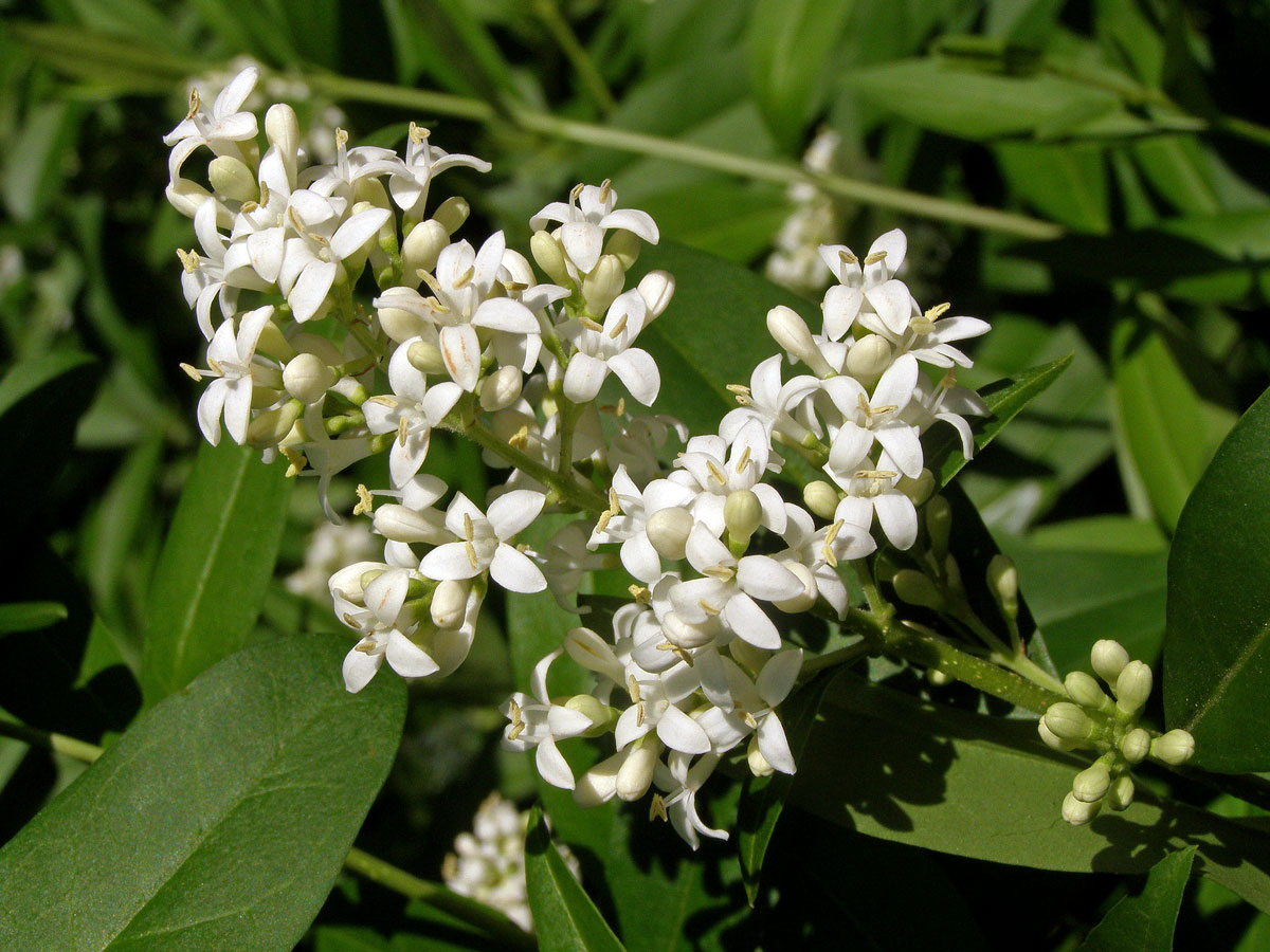 Ptačí zob obecný (Ligustrum vulgare L.)