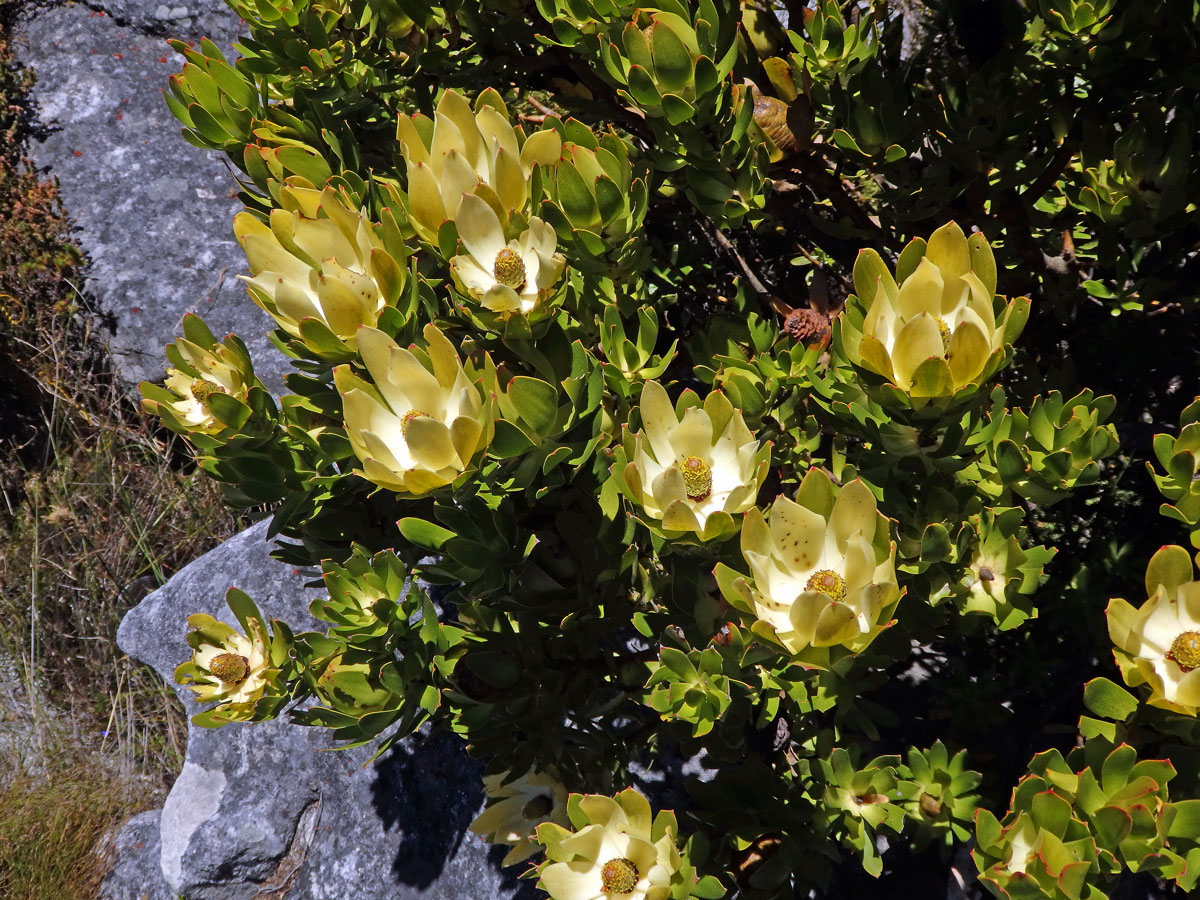 Leucadendron strobilinum (L.) Druce