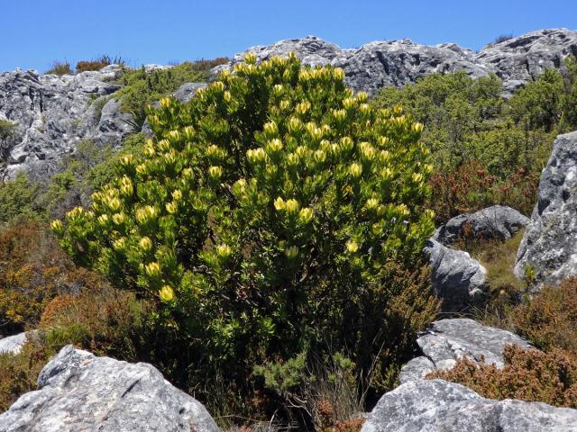 Leucadendron strobilinum (L.) Druce