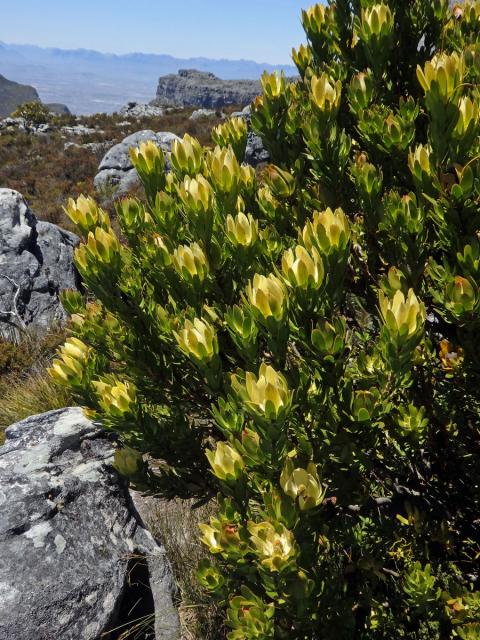 Leucadendron strobilinum (L.) Druce