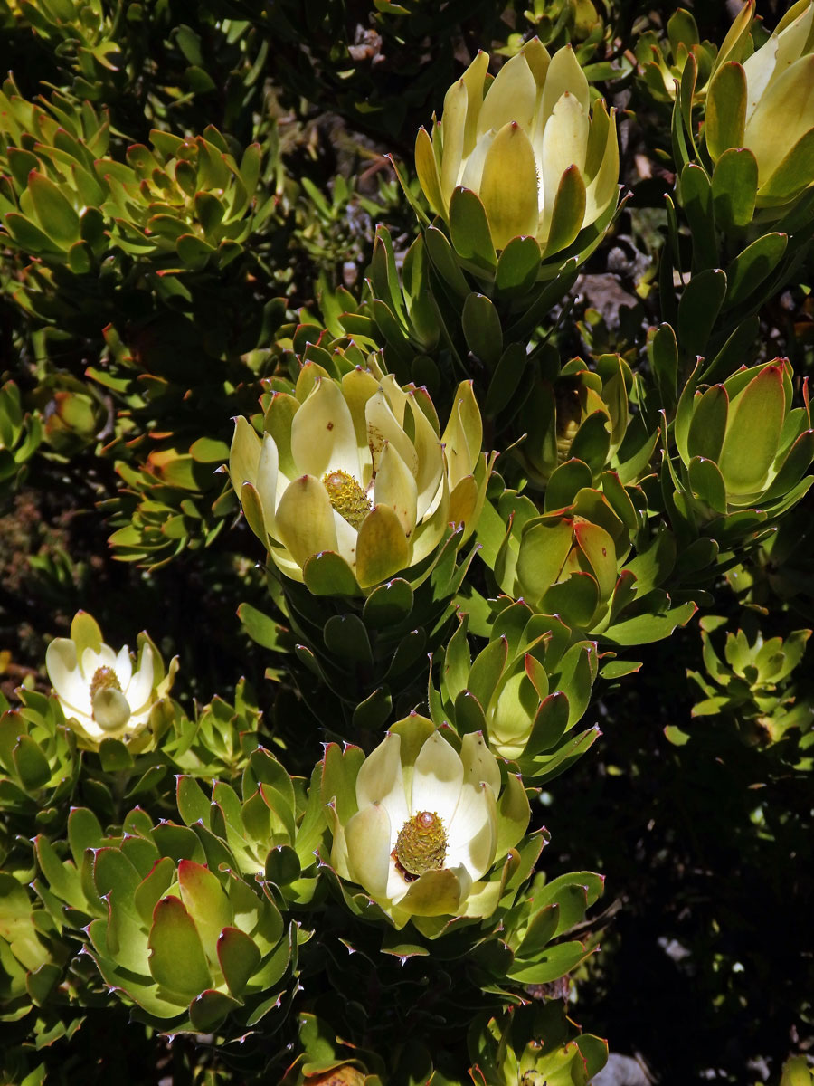 Leucadendron strobilinum (L.) Druce