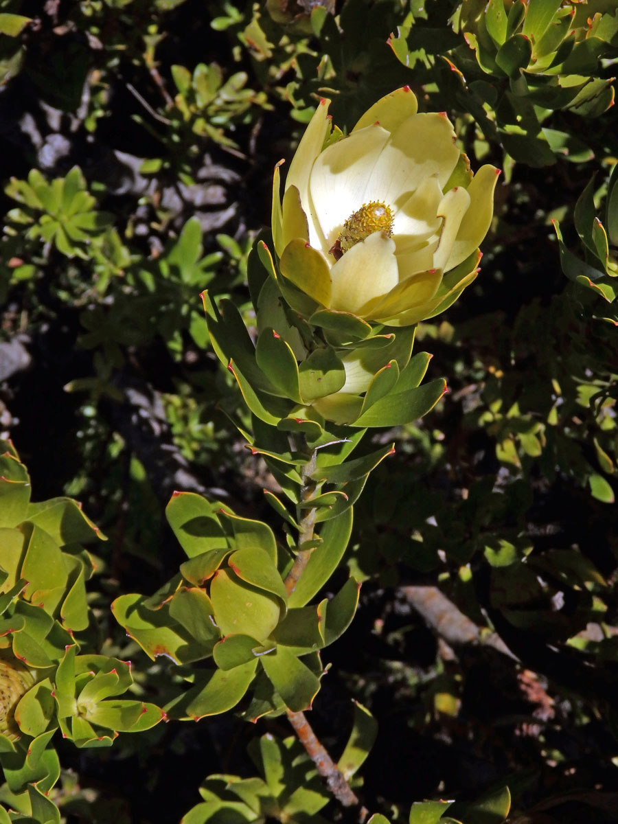 Leucadendron strobilinum (L.) Druce