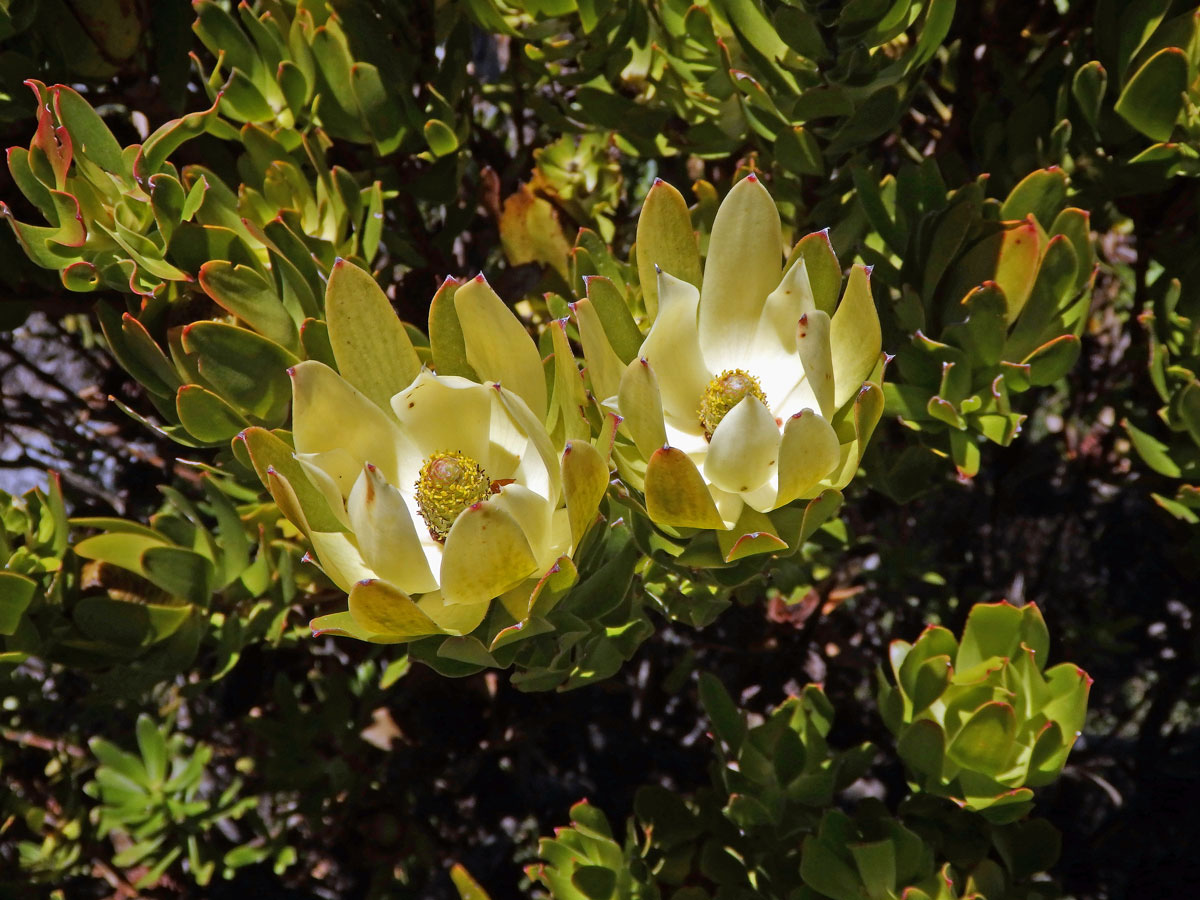 Leucadendron strobilinum (L.) Druce