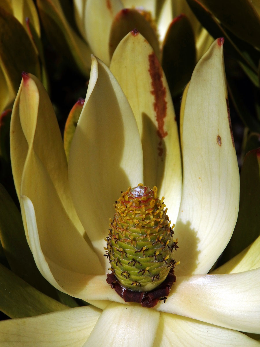 Leucadendron strobilinum (L.) Druce