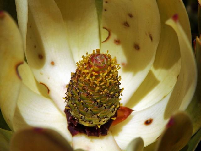 Leucadendron strobilinum (L.) Druce