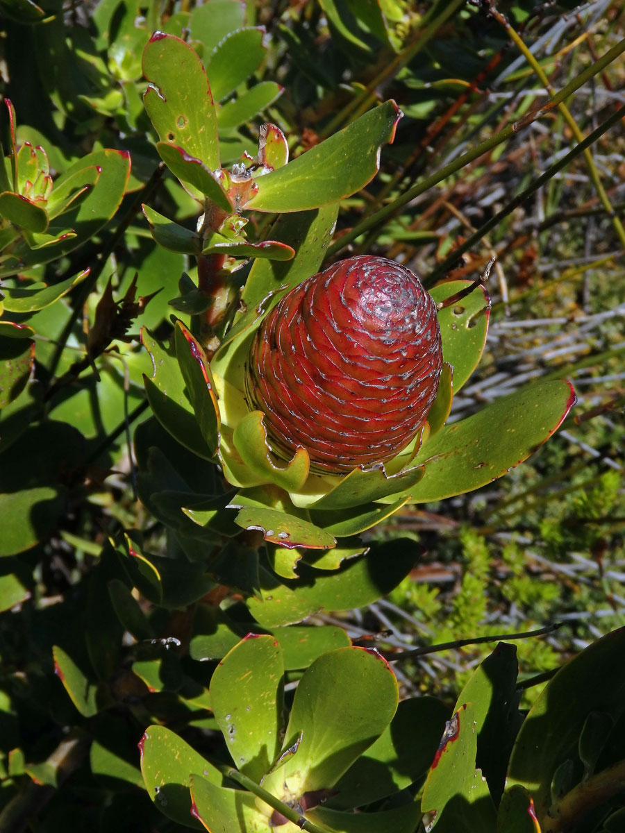 Leucadendron strobilinum (L.) Druce