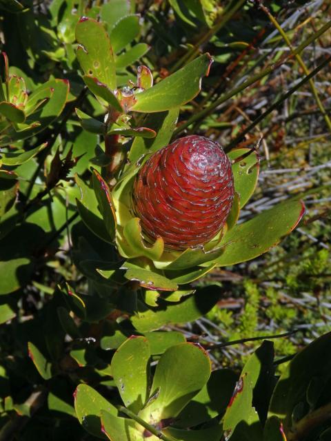 Leucadendron strobilinum (L.) Druce