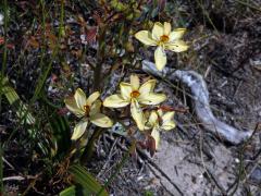 Wachendorfia paniculata Burm.