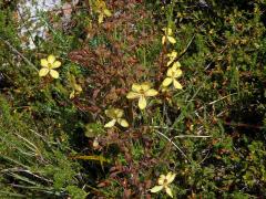 Wachendorfia paniculata Burm.