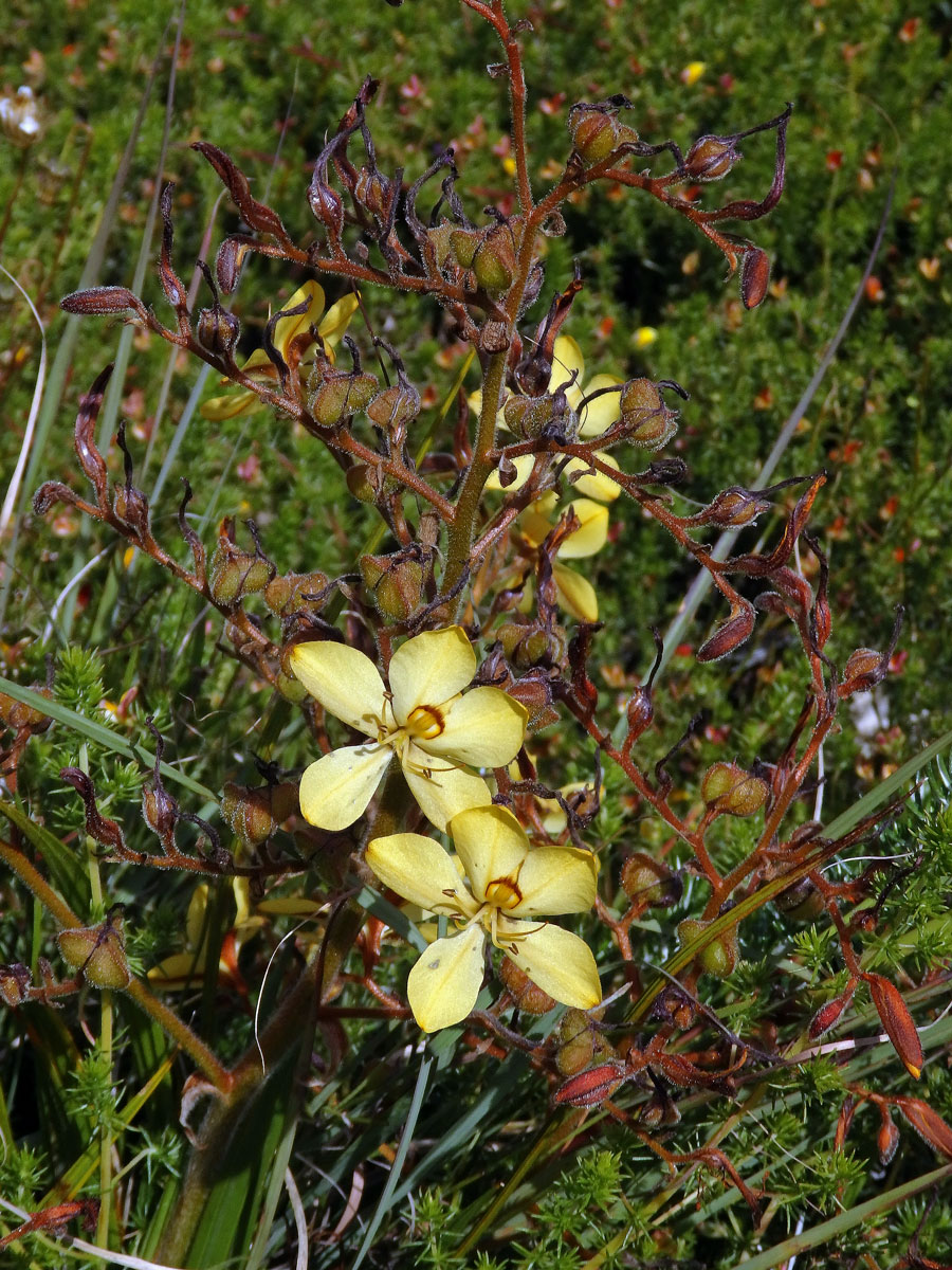 Wachendorfia paniculata Burm.