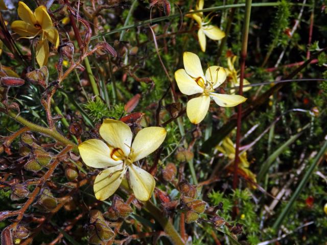 Wachendorfia paniculata Burm.