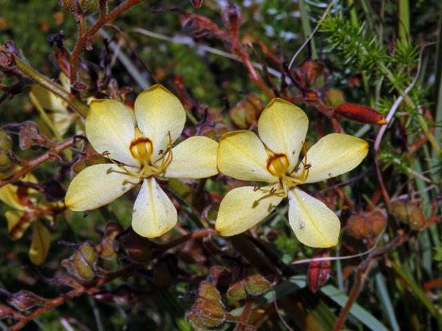 Wachendorfia paniculata Burm.