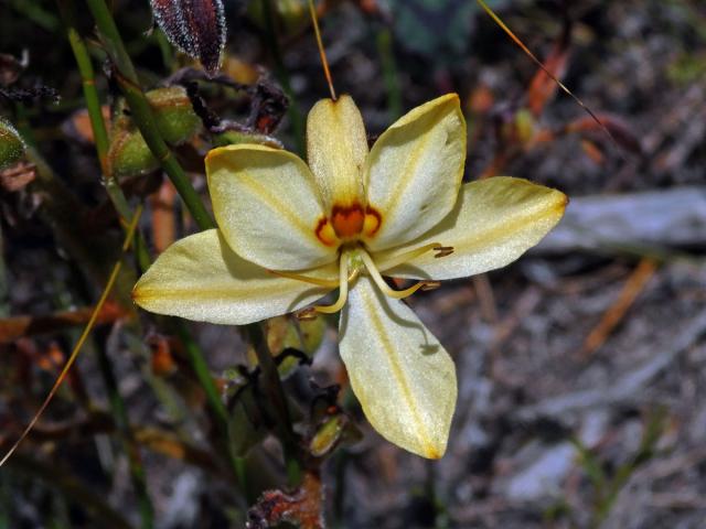 Wachendorfia paniculata Burm.