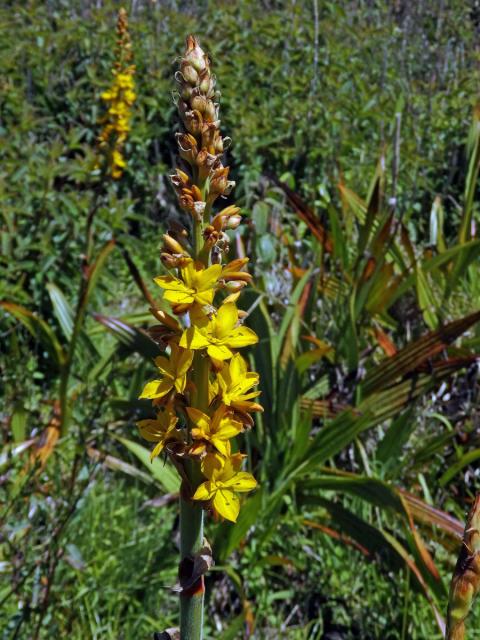 Wachendorfia thyrsiflora Burm.