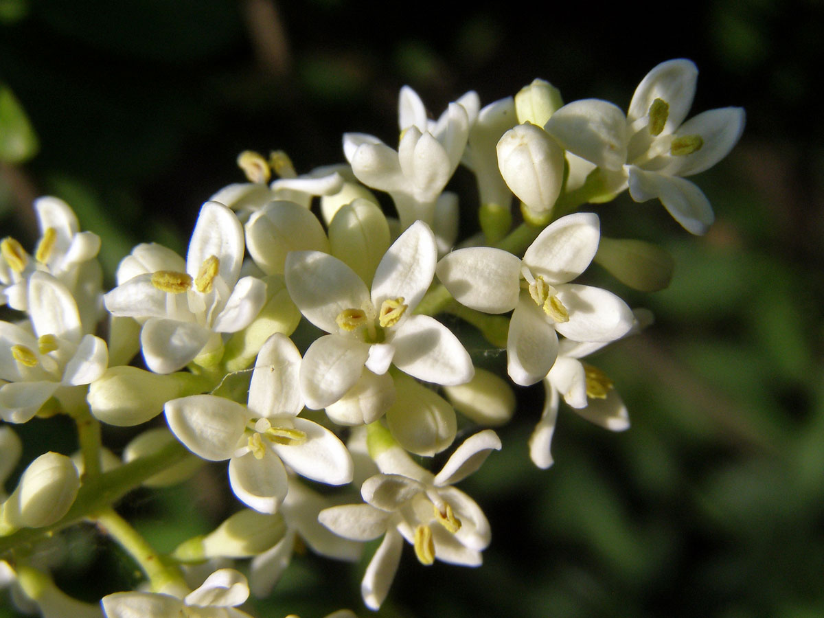 Ptačí zob obecný (Ligustrum vulgare L.)