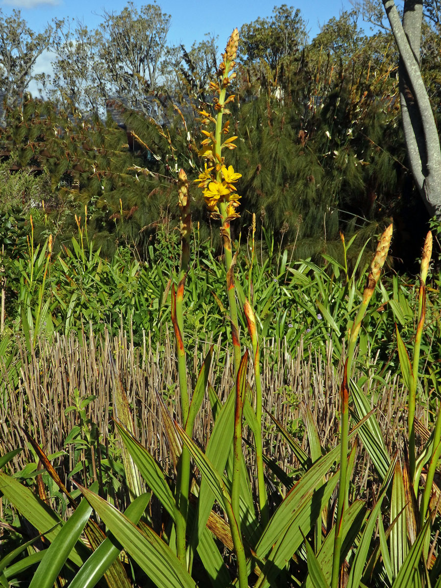 Wachendorfia thyrsiflora Burm.