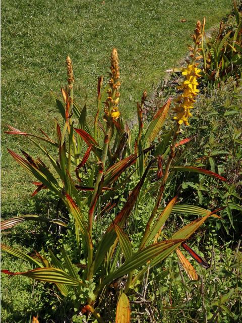 Wachendorfia thyrsiflora Burm.