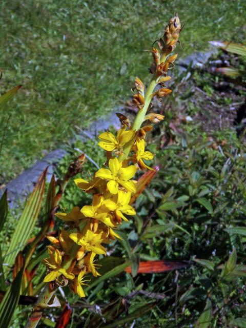 Wachendorfia thyrsiflora Burm.