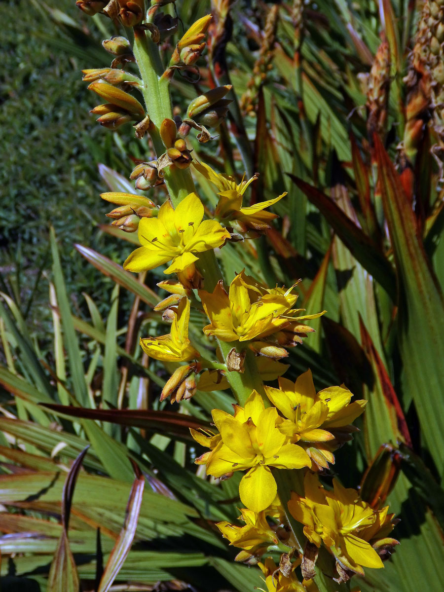 Wachendorfia thyrsiflora Burm.