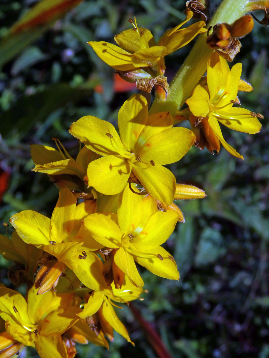 Wachendorfia thyrsiflora Burm.