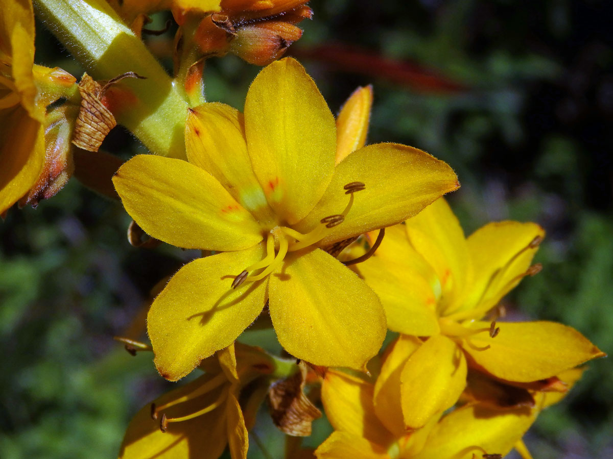 Wachendorfia thyrsiflora Burm.