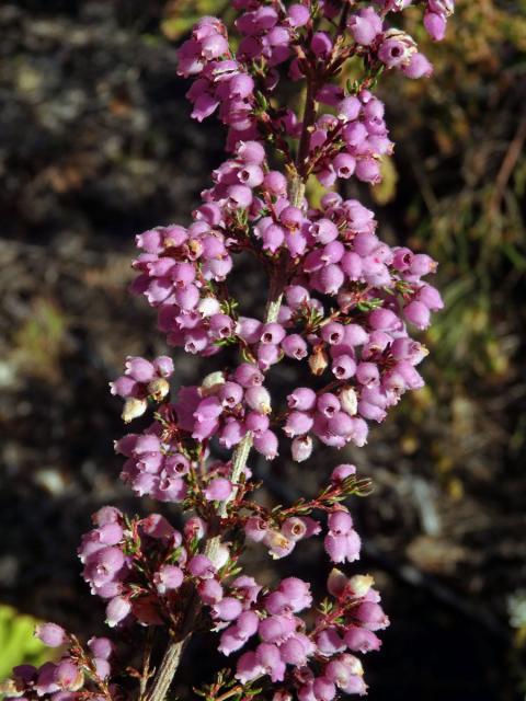 Vřesovec (Erica hirtiflora Curtis)