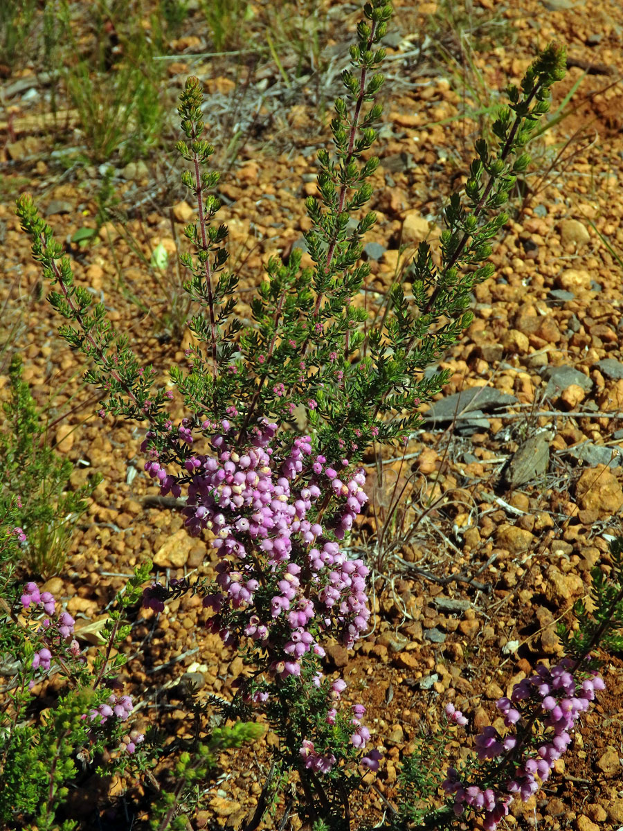 Vřesovec (Erica hirtiflora Curtis)