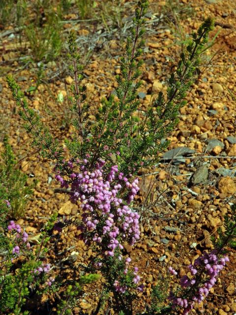 Vřesovec (Erica hirtiflora Curtis)