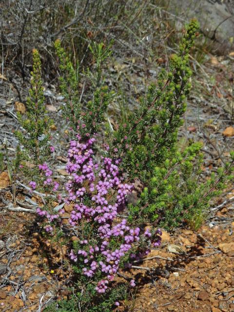 Vřesovec (Erica hirtiflora Curtis)