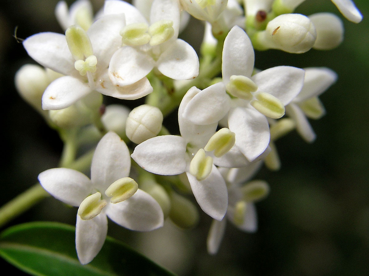 Ptačí zob obecný (Ligustrum vulgare L.)