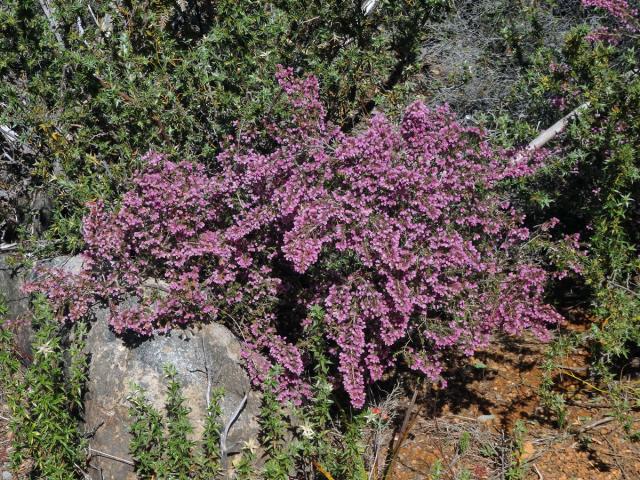 Vřesovec (Erica hirtiflora Curtis)