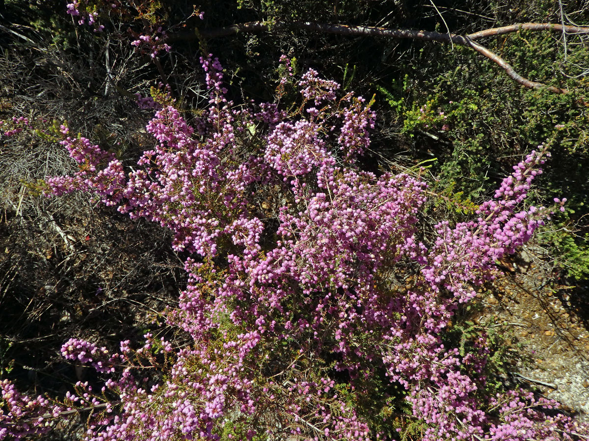 Vřesovec (Erica hirtiflora Curtis)