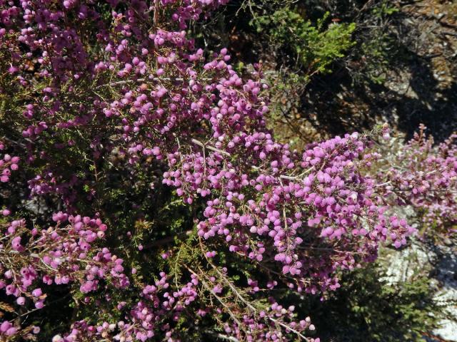 Vřesovec (Erica hirtiflora Curtis)