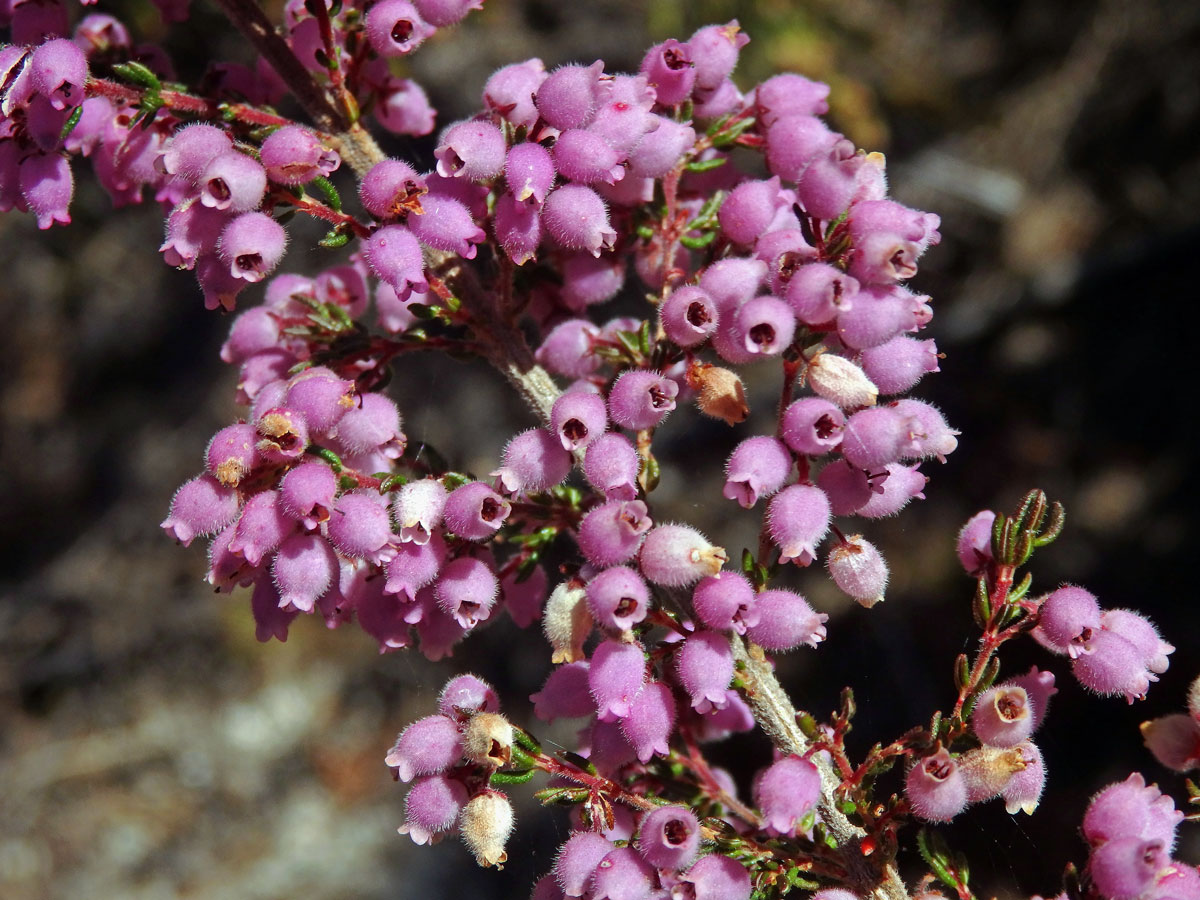 Vřesovec (Erica hirtiflora Curtis)