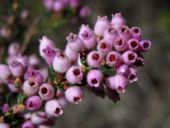 Vřesovec (Erica hirtiflora Curtis)