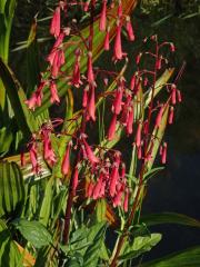 Phygelius capensis E. Mey. ex Benth.