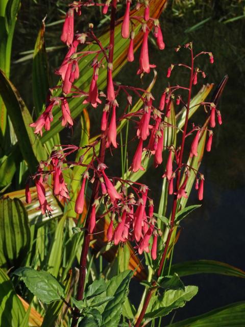 Phygelius capensis E. Mey. ex Benth.