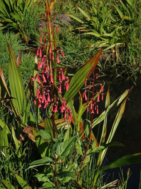 Phygelius capensis E. Mey. ex Benth.